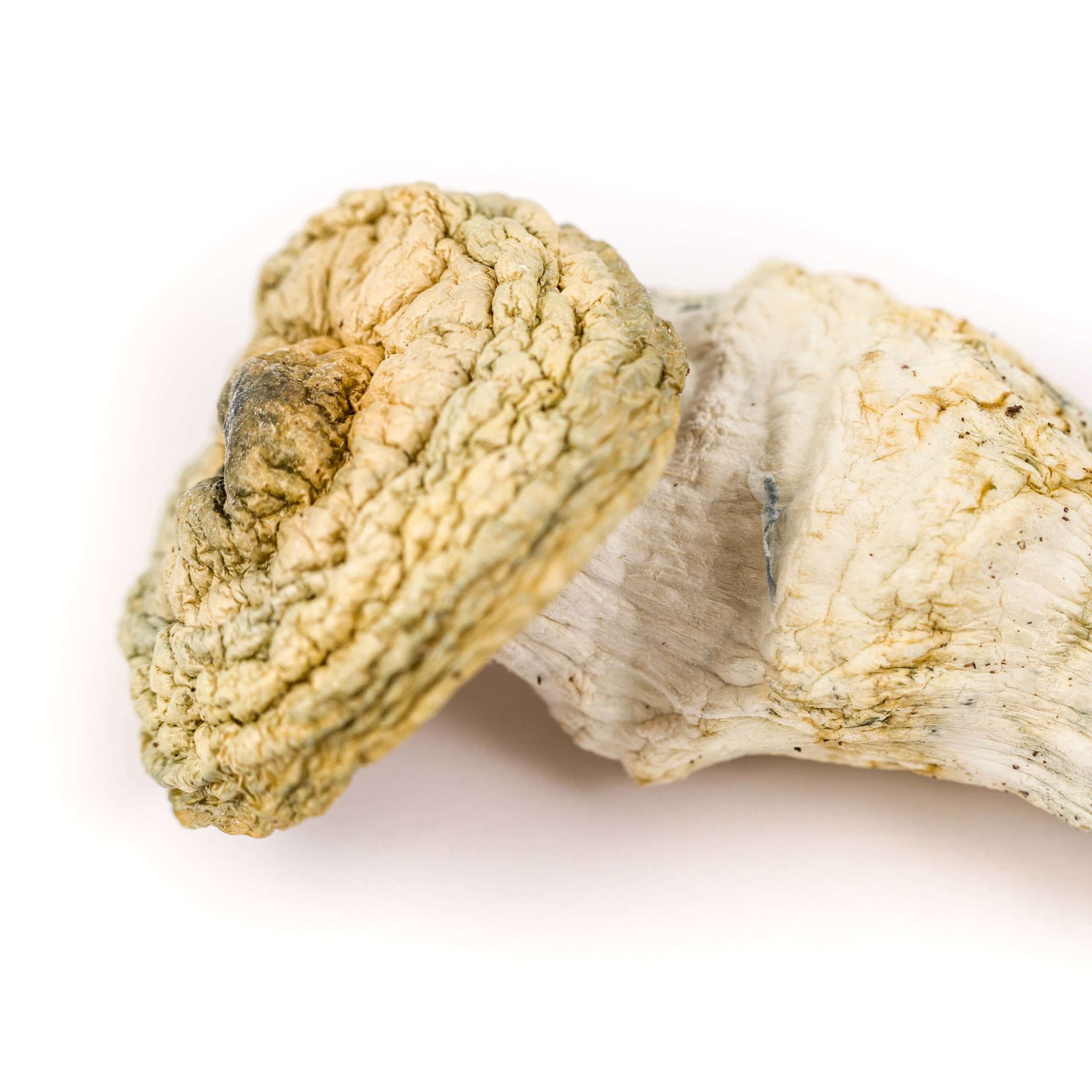 Penis Envy penis envy mushroom grow kit penis envy mushroom spores