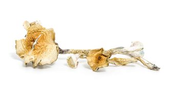 Magic Mushroom magic mushrooms for sale